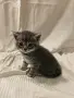 правоухи и клепоухи шотландски котета, снимка 5
