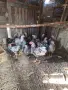 Сребърен виандот, снимка 2