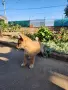 Кученца Шиба ину, снимка 4