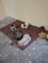 4 момичета и 1 момче Пекинези, снимка 5