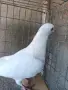 Пощенски гълъби, снимка 8