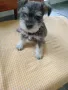 Кученца Цвергшнауцер , снимка 1