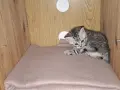 правоухи и клепоухи шотландски котета, снимка 9