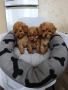 пудел момичета и момче, снимка 1