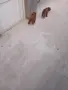 Tyi Mini Pydel Sladyri, снимка 10