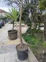 Продавам палма Юка / Yucca, 25 годишна, 1.7 м. височина, снимка 1