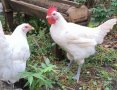 Продавам ярки, петлета, пилета и две ярета, снимка 1 - Кокошки и пуйки - 42213389