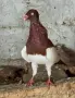 Гълъб датски летач, снимка 1