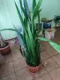 Рицарски меч Сансевиера Sansevieria trifasciata, снимка 1