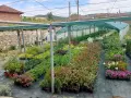 лавровишна  2.50, снимка 12