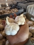 Български Био Чесъм, снимка 1