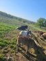 teleta napulno yadat za poveche in tl 0886609713, снимка 3