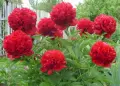 Продавам корени (коренища) от Божури (български), снимка 1