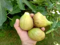 Смокини разсад в кофичка., снимка 5