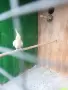 Женска корела на три години. , снимка 3