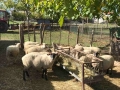 Заплодени/Бременни Овце (Мутон Шароле и др.), снимка 4