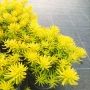 Седум  Анджелина, Sedum rupestre Angelina, снимка 9
