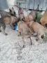 Белгийски овчарки малиноа. Елитни родители, снимка 4