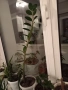 Алое,фикус,замиокулкас, драцена и др, снимка 11