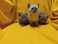 Котета от порода Руска синя котка !, снимка 11