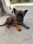 Чистокръвна Белгийска овчарка - Малиноа , снимка 7