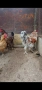 кокошки, снимка 3