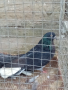 Николаевски гълъби 5 двойки , снимка 17
