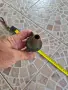 Европейска барутница - 4, снимка 8