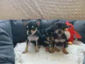 Раковски много сладки мъничета, снимка 1