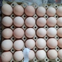 оплодени яйца  от синьо  и бяло брезе, снимка 11 - други­ - 17015852