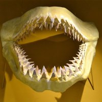 Фосилен зъб на акулата Otodus Obliquus - Плиоцен (5 - 66 Ма), снимка 5 - Колекции - 37432676