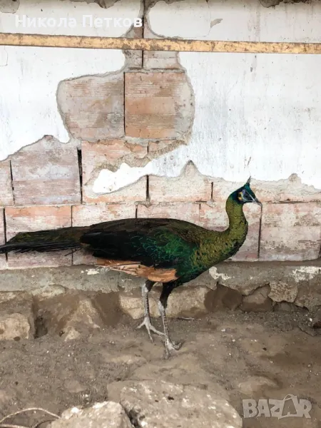 Зелен паун, снимка 1