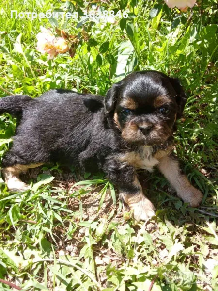 Пекинез, снимка 1