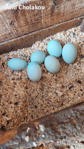 Пилета и яйца от Араукана, снимка 1
