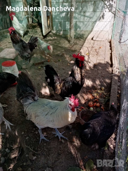 Продавам Петли Маран, снимка 1