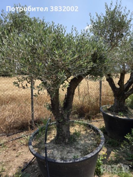Маслина, снимка 1