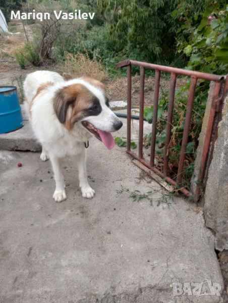 Чистокръвни кученца каракачански на 2месеца, снимка 1