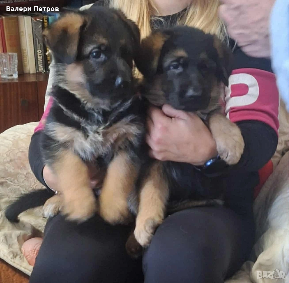Продавам немски овчарки , снимка 1