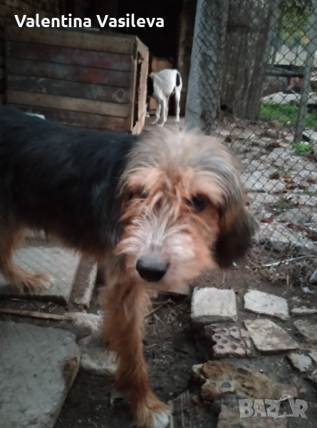 Барак, снимка 1