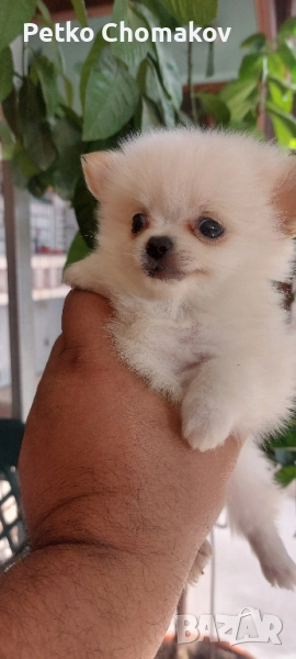 померан, снимка 1