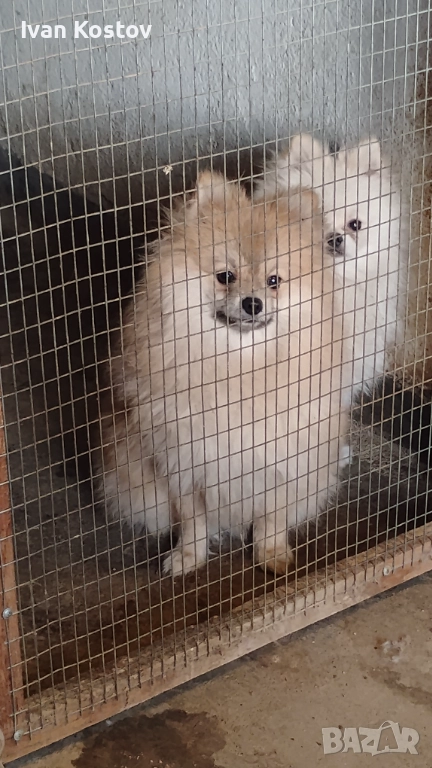 Продавам померанчета, снимка 1