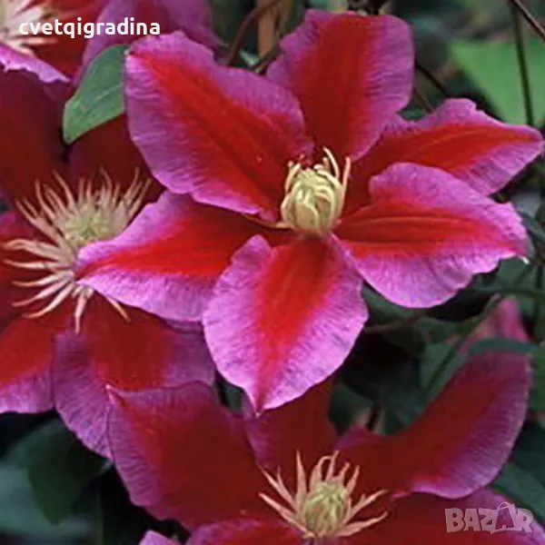 Clematis Hania (Клематис Хания), снимка 1