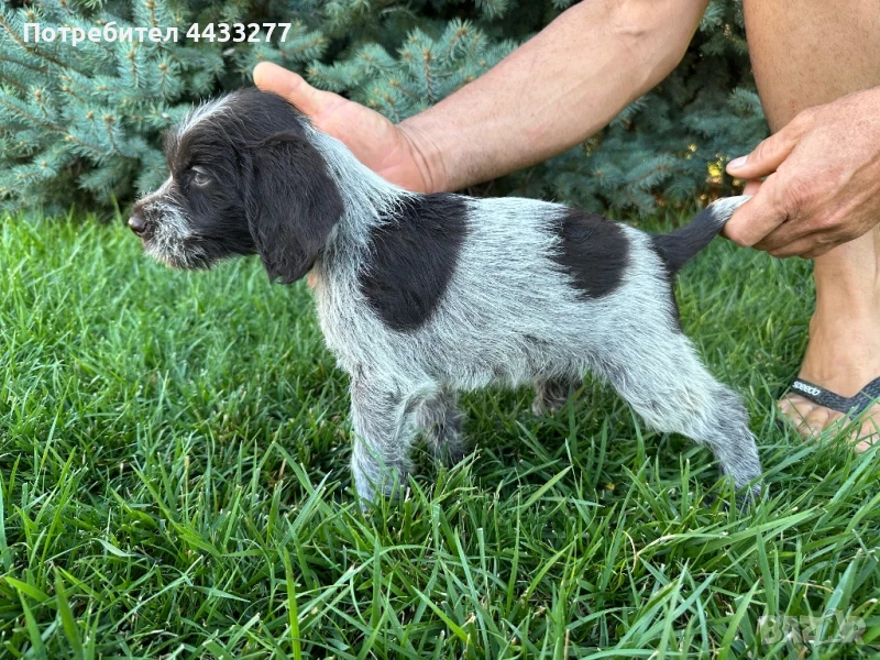 Германски Дратхаар - кученца, снимка 1