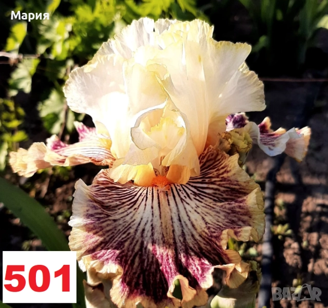 Сортови вискоки ириси /брадати ириси, снимка 1