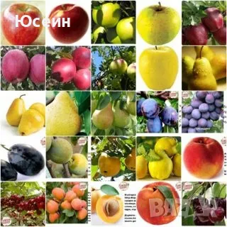 Овощни дръвчета , снимка 1