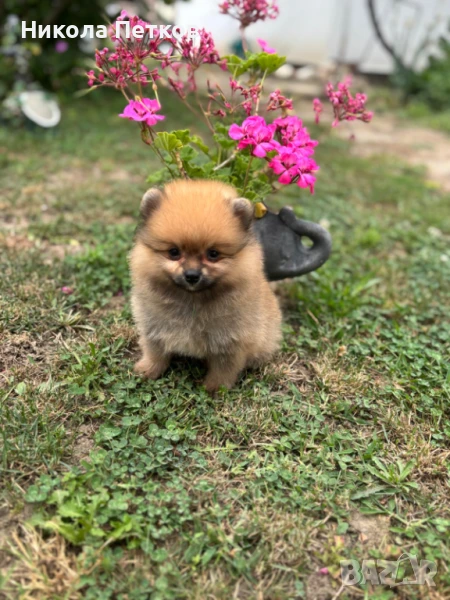 Померан , снимка 1