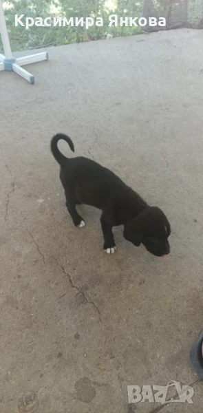 Кучета Канекорсо, снимка 1