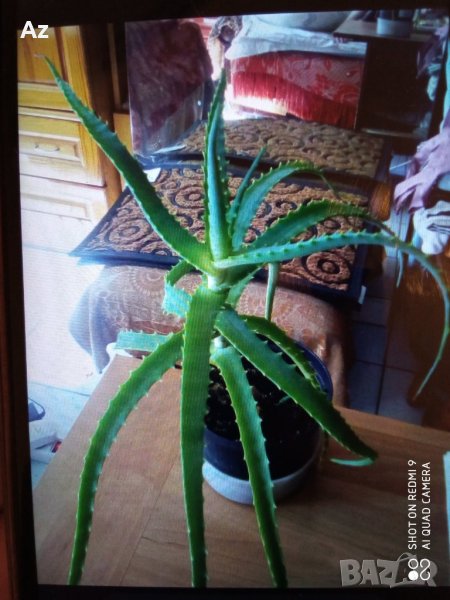 Алое, снимка 1