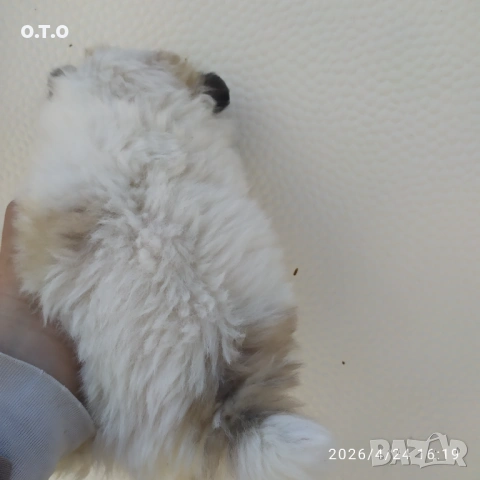 Мини Померани!!!, снимка 3 - Померан - 54308442