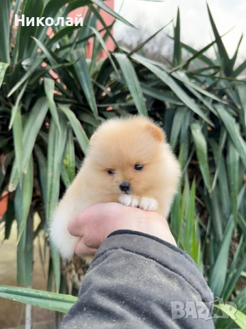 Померан мини момиче. Померанче, снимка 6 - Померан - 53044084